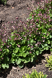 Tempo Rose Avens (Geum 'TNGEUTR') at Sargent's Nursery