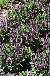 Midnight Rose Meadow Sage (Salvia nemorosa 'Midnight Rose') at Sargent's Nursery
