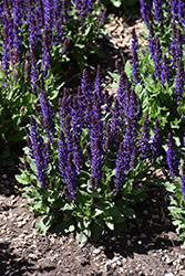 Midnight Purple Meadow Sage (Salvia nemorosa 'Midnight Purple') at Sargent's Nursery