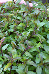 Chocolate Mint (Mentha x piperita 'Chocolate') at Sargent's Nursery