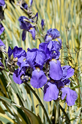Variegated Sweet Iris (Iris pallida 'Variegata') at Sargent's Nursery