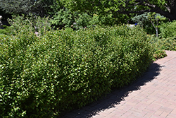 Alpine Currant (Ribes alpinum) at Sargent's Nursery