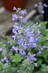 Picture Purrfect Catmint (Nepeta 'Picture Purrfect') at Sargent's Nursery