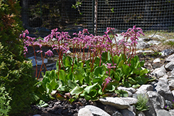 Heartleaf Bergenia (Bergenia cordifolia) at Sargent's Nursery