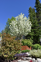 Starlite Flowering Crab (Malus 'Jeflite') at Sargent's Nursery
