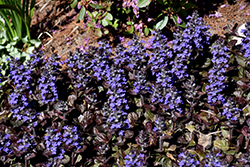 Black Scallop Bugleweed (Ajuga reptans 'Black Scallop') at Sargent's Nursery