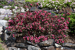 Tango Weigela (Weigela florida 'Tango') at Sargent's Nursery