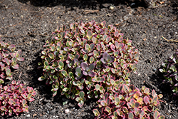Sunsparkler Wildfire Stonecrop (Sedum 'Wildfire') at Sargent's Nursery