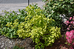 Neon Burst Dogwood (Cornus alba 'ByBoughen') at Sargent's Nursery