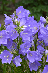 Takion Blue Peachleaf Bellflower (Campanula persicifolia 'Takion Blue') at Sargent's Nursery