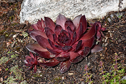 SuperSemp Onyx Hens And Chicks (Sempervivum 'SuperSemp Onyx') at Sargent's Nursery