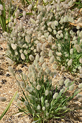 Bunny Tails Grass (Lagurus ovatus) at Sargent's Nursery