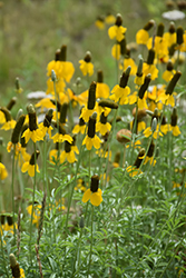 Mexican Hat (Ratibida columnifera) at Sargent's Nursery