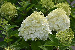 Fire Light Tidbit Hydrangea (Hydrangea paniculata 'SMNHPK') at Sargent's Nursery