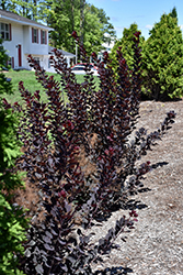 Winecraft Black Smokebush (Cotinus coggygria 'NCCO1') at Sargent's Nursery