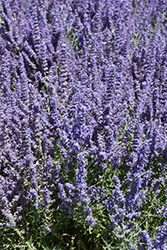 Denim 'n Lace Russian Sage (Perovskia atriplicifolia 'Denim 'n Lace') at Sargent's Nursery
