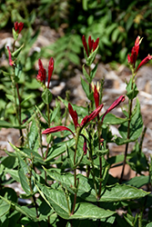 Apple Slice Indian Pink (Spigelia marilandica 'Apple Slice') at Sargent's Nursery