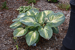 Sound Of Music Hosta (Hosta 'Sound Of Music') at Sargent's Nursery