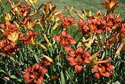 Mighty Chestnut Daylily (Hemerocallis 'Mighty Chestnut') at Sargent's Nursery