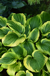 Twin Cities Hosta (Hosta 'Twin Cities') at Sargent's Nursery