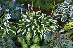 Vulcan Hosta (Hosta 'Vulcan') at Sargent's Nursery
