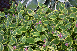 Autumn Glow Toad Lily (Tricyrtis formosana 'Autumn Glow') at Sargent's Nursery