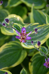 Autumn Glow Toad Lily (Tricyrtis formosana 'Autumn Glow') at Sargent's Nursery