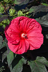 Mars Madness Hibiscus (Hibiscus 'Mars Madness') at Sargent's Nursery
