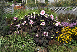 Starry Starry Night Hibiscus (Hibiscus 'Starry Starry Night') at Sargent's Nursery