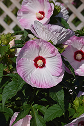Summerific Ballet Slippers Hibiscus (Hibiscus 'Ballet Slippers') at Sargent's Nursery