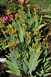 Freckle Face Blackberry Lily (Belamcanda chinensis 'Freckle Face') at Sargent's Nursery