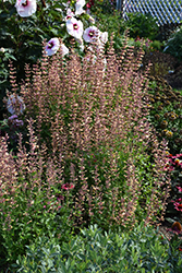 Meant To Bee Queen Nectarine Anise Hyssop (Agastache 'Queen Nectarine') at Sargent's Nursery