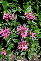 Upscale Pink Chenille Beebalm (Monarda 'Pink Chenille') at Sargent's Nursery