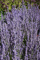 Sage Advice Russian Sage (Perovskia atriplicifolia 'Sage Advice') at Sargent's Nursery