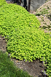Chartreuse On The Loose Catmint (Nepeta 'Chartreuse On The Loose') at Sargent's Nursery