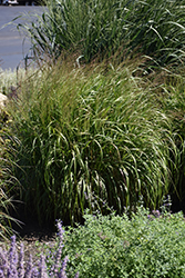 Prairie Winds Apache Rose Switch Grass (Panicum virgatum 'Apache Rose') at Sargent's Nursery