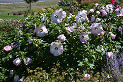 Summerific Ballet Slippers Hibiscus (Hibiscus 'Ballet Slippers') at Sargent's Nursery