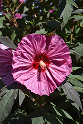 Summerific Berry Awesome Hibiscus (Hibiscus 'Berry Awesome') at Sargent's Nursery