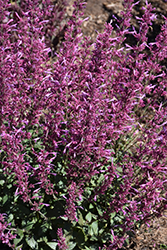 Meant to Bee Royal Raspberry Hyssop (Agastache 'Royal Raspberry') at Sargent's Nursery