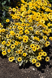Touch Of Blush False Sunflower (Heliopsis helianthoides 'Touch Of Blush') at Sargent's Nursery