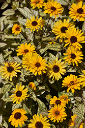 Touch Of Blush False Sunflower (Heliopsis helianthoides 'Touch Of Blush') at Sargent's Nursery