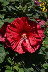 Summerific Valentine's Crush Hibiscus (Hibiscus 'Valentine's Crush') at Sargent's Nursery