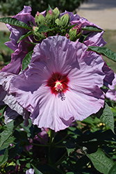 Summerific Lilac Crush Hibiscus (Hibiscus 'Lilac Crush') at Sargent's Nursery
