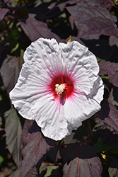 Dark Mystery Hibiscus (Hibiscus 'Dark Mystery') at Sargent's Nursery