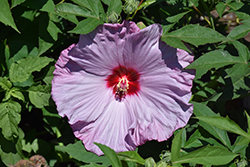 Summerific Lilac Crush Hibiscus (Hibiscus 'Lilac Crush') at Sargent's Nursery