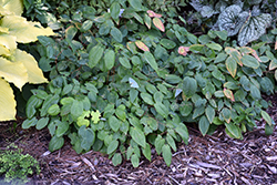 Rigoletto Barrenwort (Epimedium x omeiense 'Rigoletto') at Sargent's Nursery