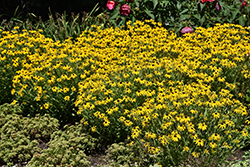 American Gold Rush Coneflower (Rudbeckia 'American Gold Rush') at Sargent's Nursery