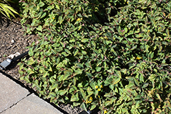 Night Light Moneywort (Lysimachia alfredii 'Night Light') at Sargent's Nursery