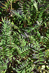 Bressingham Purple Jacob's Ladder (Polemonium 'Bressingham Purple') at Sargent's Nursery