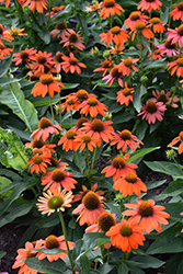 Sombrero Fiesta Orange Coneflower (Echinacea 'Balsomstor') at Sargent's Nursery